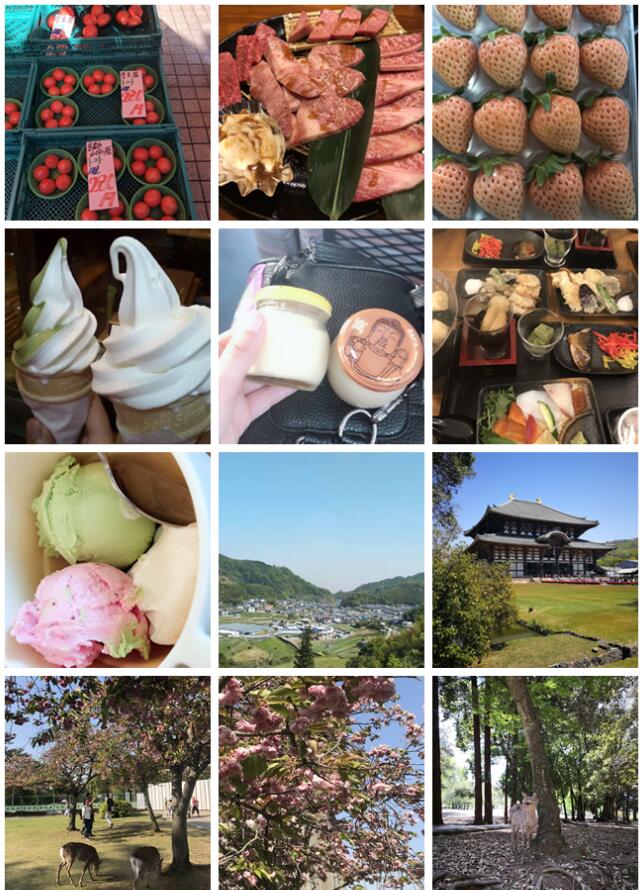 不負(fù)春色不負(fù)花—城茗國(guó)際日本櫻花之旅